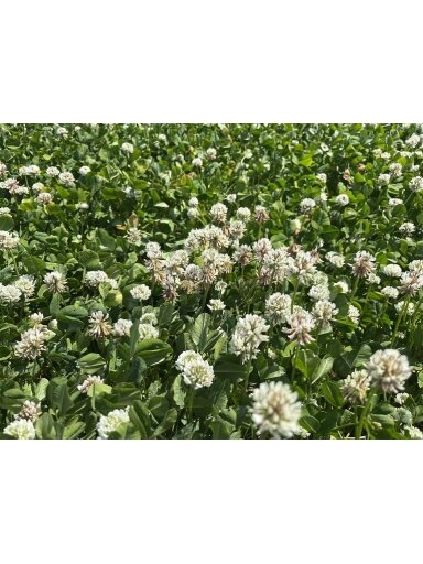 Baltieji dobilai Rivendel 0.5kg