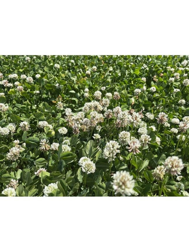 Baltieji dobilai Rivendel 0.5kg 1