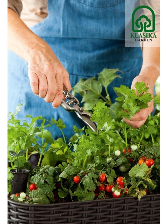Pakeltas vazonas EASY GROW - Ruda 5